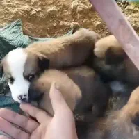 کمک رسانی و واگذاری|سگ|شیروان (خراسان), |دیوار