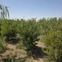 سرمایه گذاری ۳۳۰متری شهرکی  سهیلیه|فروش زمین و ملک کلنگی|محمدشهر, زیبادشت|دیوار