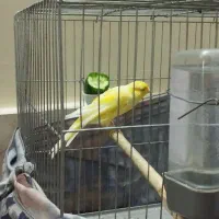 قناری نر بلند با قفس