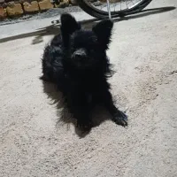 سگ پاپی ماده|سگ|مبارکه, |دیوار