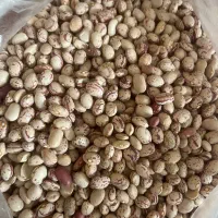 لوبیا چیتی|خوردنی و آشامیدنی|شیراز, فرهنگ شهر|دیوار