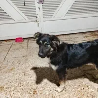 سگ دورگه هاسکی و ژرمن