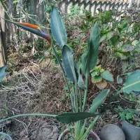 گل زیبا و آپارتمانی استرلیتزیا یا پرنده بهشتی|گل و گیاه طبیعی|لاهیجان, لیالستان|دیوار