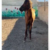 اسب ترکمن|اسب و تجهیزات اسبسواری|قائن, |دیوار