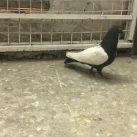 کفتر پرش صید|پرنده|مشهد, عبادی|دیوار