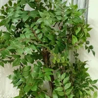 درختچه اقاقیا