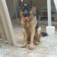 سگ ژرمن شپرد خالص