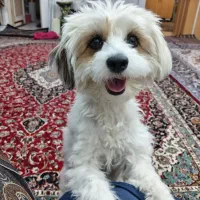 واگذاری پاپی اسپیتزماده