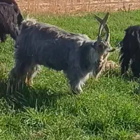 نربز چال ترکی|حیوانات مزرعه|مشهد, پنجتن|دیوار