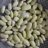 باقلا موجود ۱۶۰قیمت
