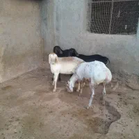 بره ماده‌چینی