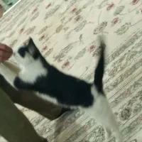 گربه آرام|گربه|همدان, |دیوار