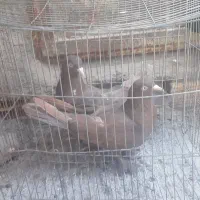 چند جفت کفتر خوب بضمانت