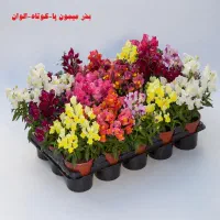 فروش مقداری لوازم خانه|حراج|اندیمشک, |دیوار