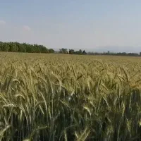 زمین کشاورزی