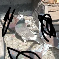 کفتر|پرنده|قم, نیروگاه|دیوار