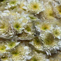 پخش عمده داوودی.رزایرانی وهلندی،قلم فوروگلایل|گل و گیاه طبیعی|شیراز, شیخ علی چوپان|دیوار