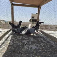 جوجه کبوتر سبز آلمانی