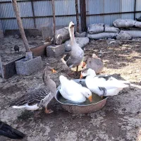 غاز محلی  و قو غاز