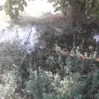 فروش‌بیده‌وکاه‌یونجه‌امسالی