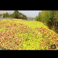 خرید سیب شهدی یا زیر درختی|خدمات باغبانی و درختکاری|شیروان (خراسان), |دیوار