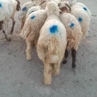 ۱۱راس شیشک دورگ قلمدار|حیوانات مزرعه|جیرفت, |دیوار