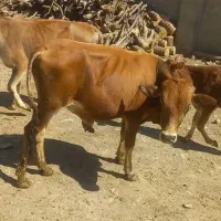 گوساله نر صحرای