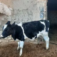 گوساله ماده نخری۵ماهه