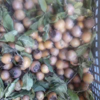 ازگیل جنگلی|خوردنی و آشامیدنی|واجارگاه, |دیوار