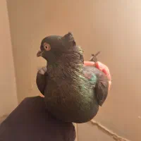 کفتر یه دونه نر زاغ|پرنده|فولادشهر, فولادشهر|دیوار