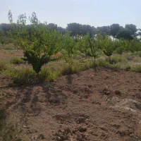 باغ-و-زمین-کشاورزی