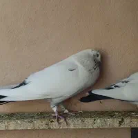 کفتر پرشی درجه یک معاوضه با سهره|پرنده|ماهدشت, |دیوار