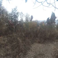 نهال گردو مخصوص پایه|خدمات باغبانی و درختکاری|گلپایگان, |دیوار