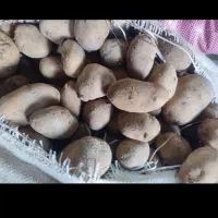 بذر سیب زمینی آکریا