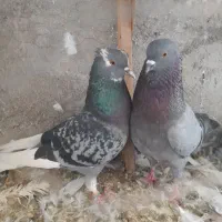 دو جفت تکپر|پرنده|گرگان, |دیوار