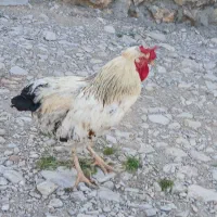 مرغ|حیوانات مزرعه|چوار, |دیوار