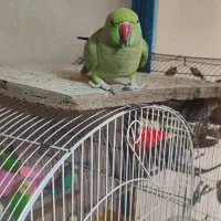 طوطی ملنگو|پرنده|اردبیل, |دیوار