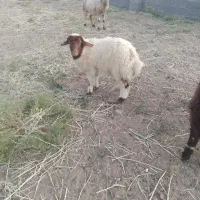 ۱ بره نر سبک وزن
