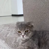 بچه گربه اسکاتیش ماده|گربه|مشهد, هفت تیر (حافظ)|دیوار