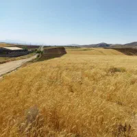 زمین باغی کشاورزی کزنار