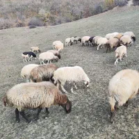 گوسفند نژاد دار آبستن(بالاترین کیفیت)|حیوانات مزرعه|رشت, جانبازان|دیوار