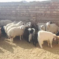 بره و بزغاله|حیوانات مزرعه|قائن, |دیوار