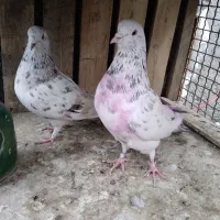 کفتر سرور هما