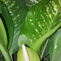 فروش تعدادی گل دیفن باخیا