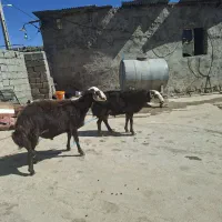 بره|حیوانات مزرعه|خرم‌آباد, |دیوار