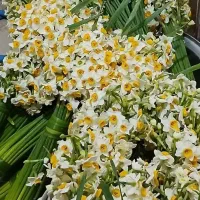 گل نرگس بهبهان تازه و بالاترین کیفیت