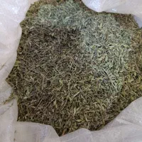 کاکوتی