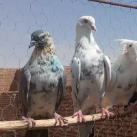 کفتر پرشی تیر|پرنده|تهران, اتحاد|دیوار