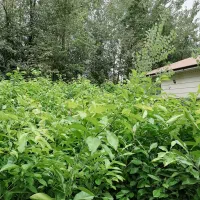 نهال نارنج شیرازی و ازگیل ژاپنی (انبوه) عمده و تکی|خدمات باغبانی و درختکاری|لاهیجان, بازکیاگوراب|دیوار