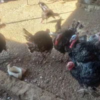 فروش بوقلمون در شهرستان فسا|حیوانات مزرعه|فسا, |دیوار